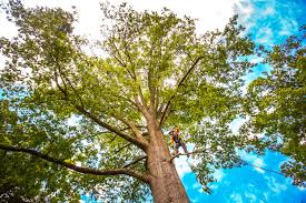 Best Organic Lawn Care Solutions  in Holloman Af, NM