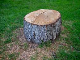 Best Tree Health Inspection  in Holloman Af, NM