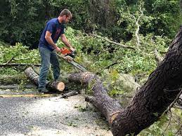 Best Emergency Tree Removal  in Holloman Af, NM