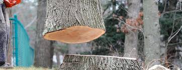 How Our Tree Care Process Works  in  Holloman Af, NM