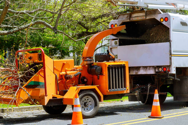 Best Tree Preservation Services  in Holloman Af, NM