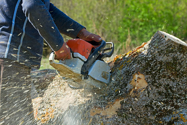 Best Firewood Processing and Delivery  in Holloman Af, NM